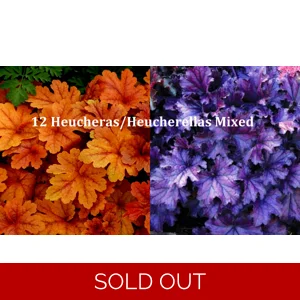 12 Heucheras /Heucherellas